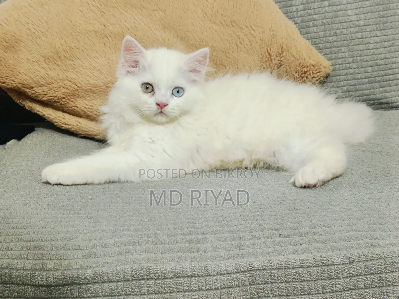 1-3 Months Female Purebred Persian