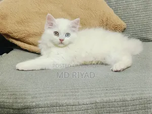 1-3 Months Female Purebred Persian