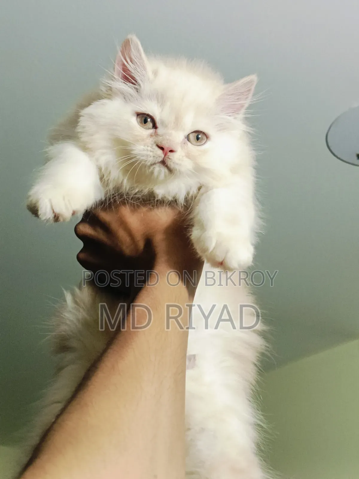 1-3 Months Female Purebred Persian