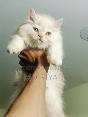 1-3 Months Female Purebred Persian