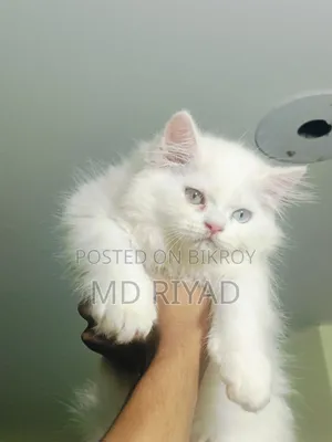 1-3 Months Female Purebred Persian