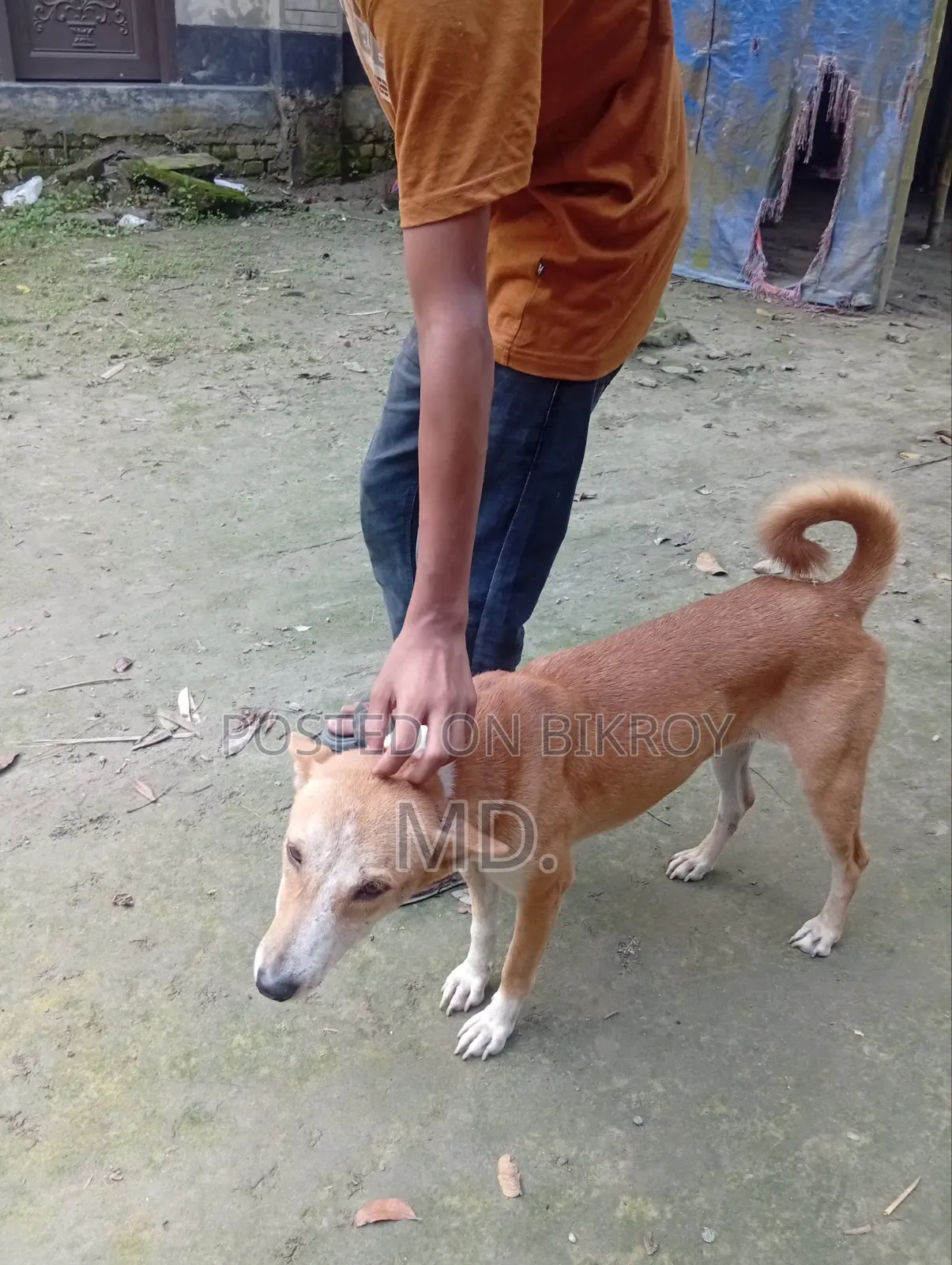 1+ Year Female Mixed Breed German Shepherd