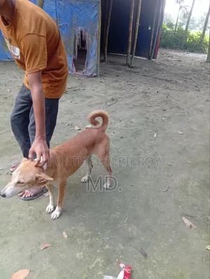 1+ Year Female Mixed Breed German Shepherd