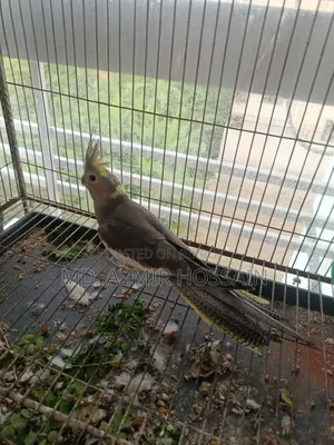 Grey Pied Cockatiel (Single Bird) – সেল পোস্ট