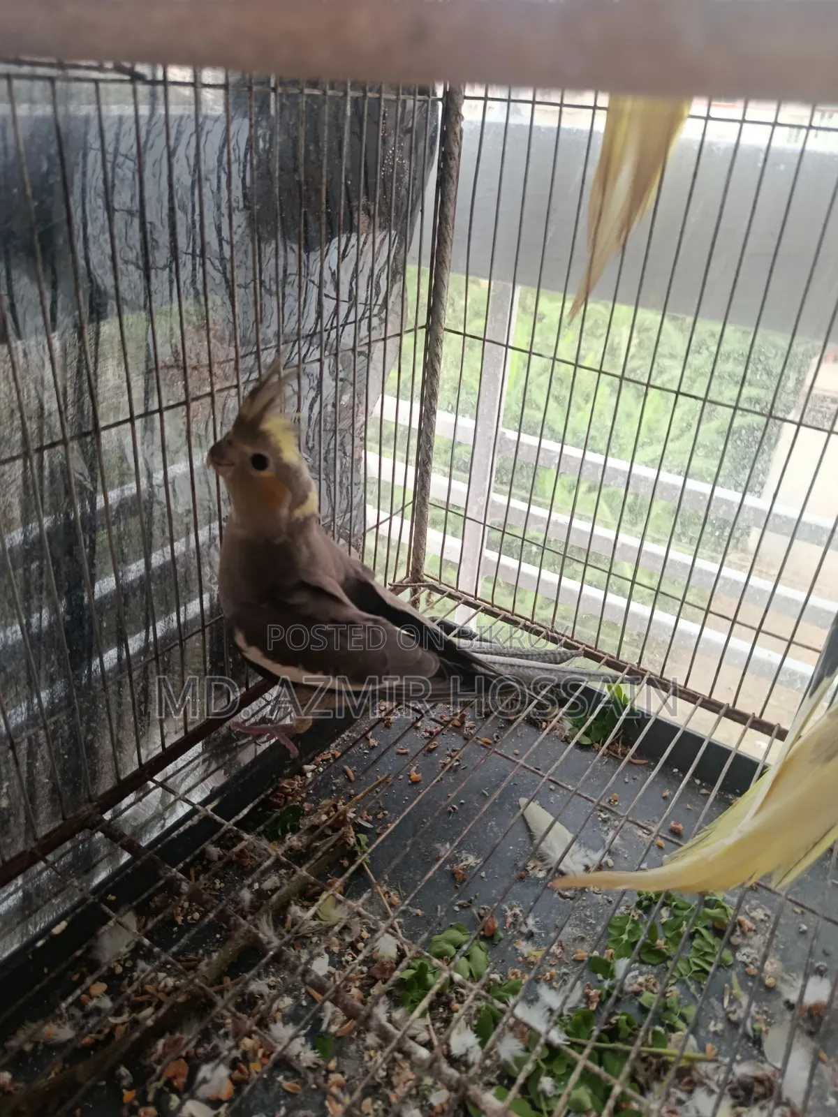 Grey Pied Cockatiel (Single Bird) – Sale Post