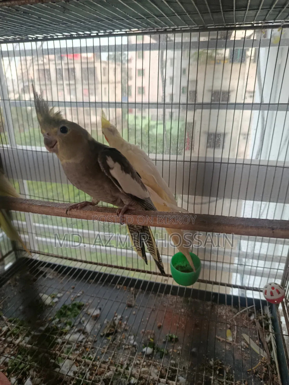 Grey Pied Cockatiel (Single Bird) – Sale Post