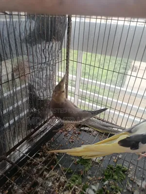 Grey Pied Cockatiel (Single Bird) – Sale Post