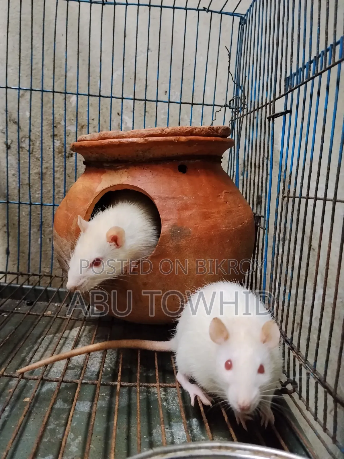 অ্যালবিনো ল্যাব র‍্যাট