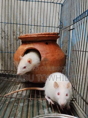 Albino Lab Rats