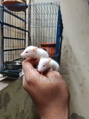 অ্যালবিনো ল্যাব র‍্যাট