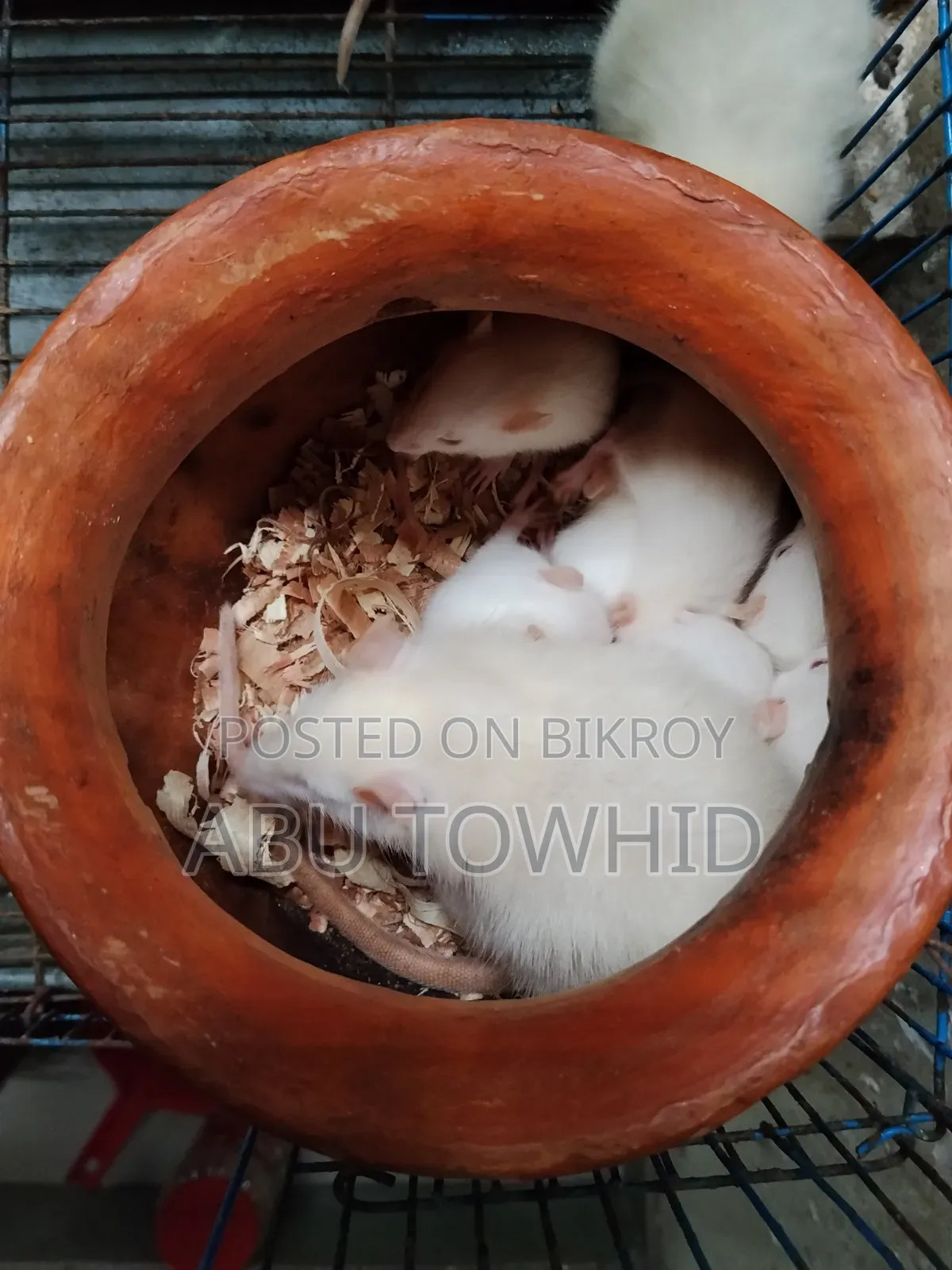 অ্যালবিনো ল্যাব র‍্যাট