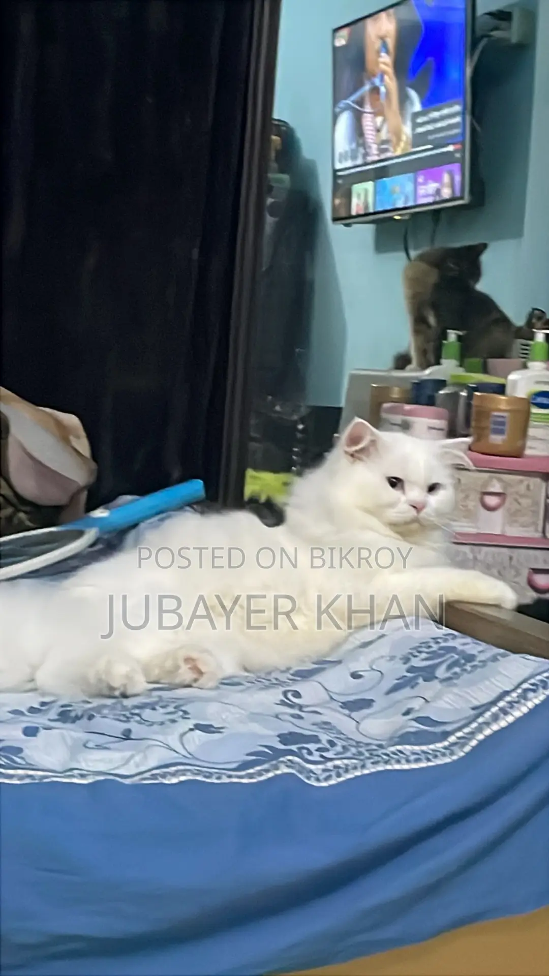 1+ Year Male Purebred Persian