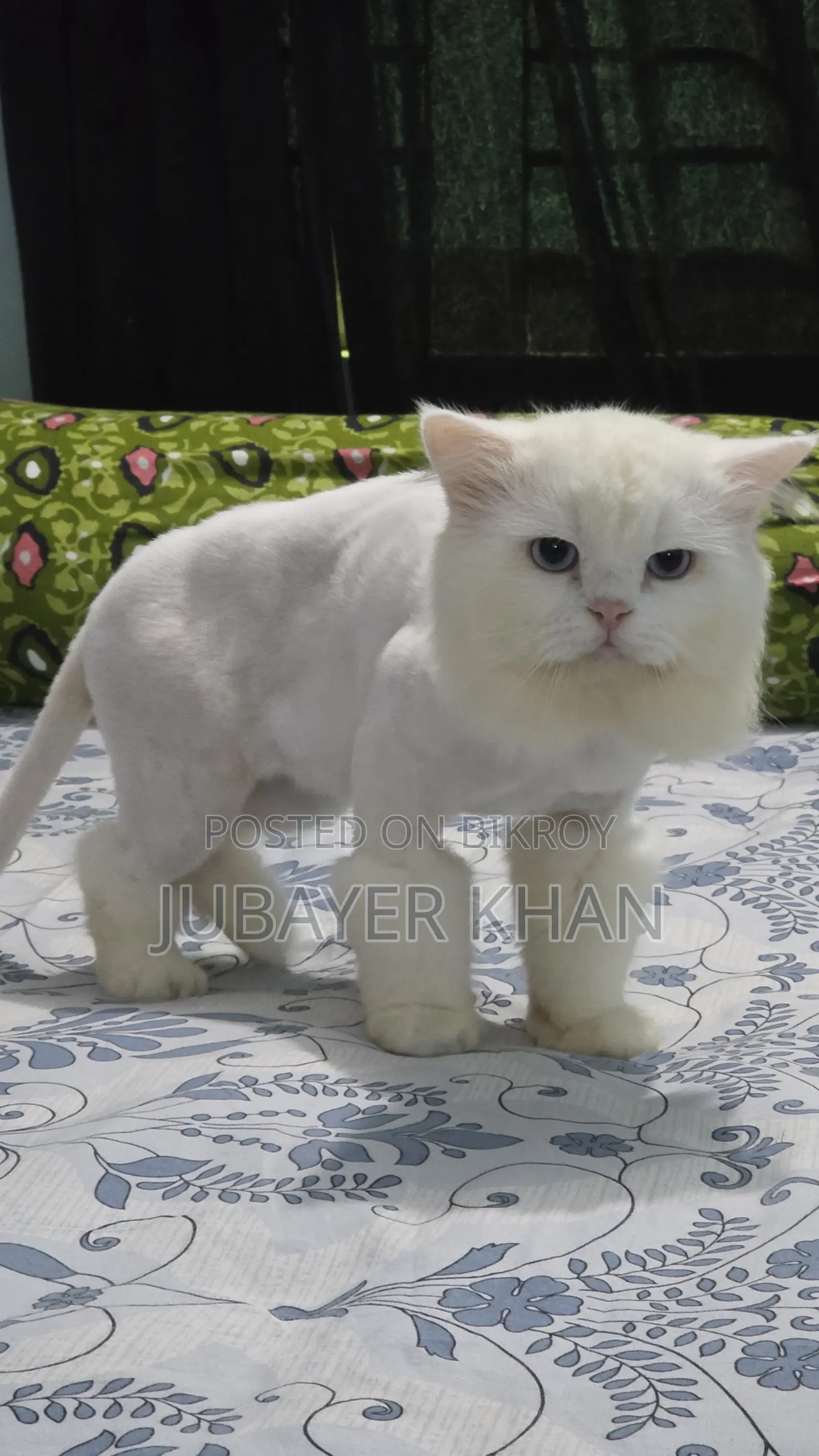 1+ Year Male Purebred Persian