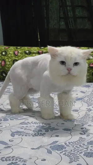 1+ Year Male Purebred Persian