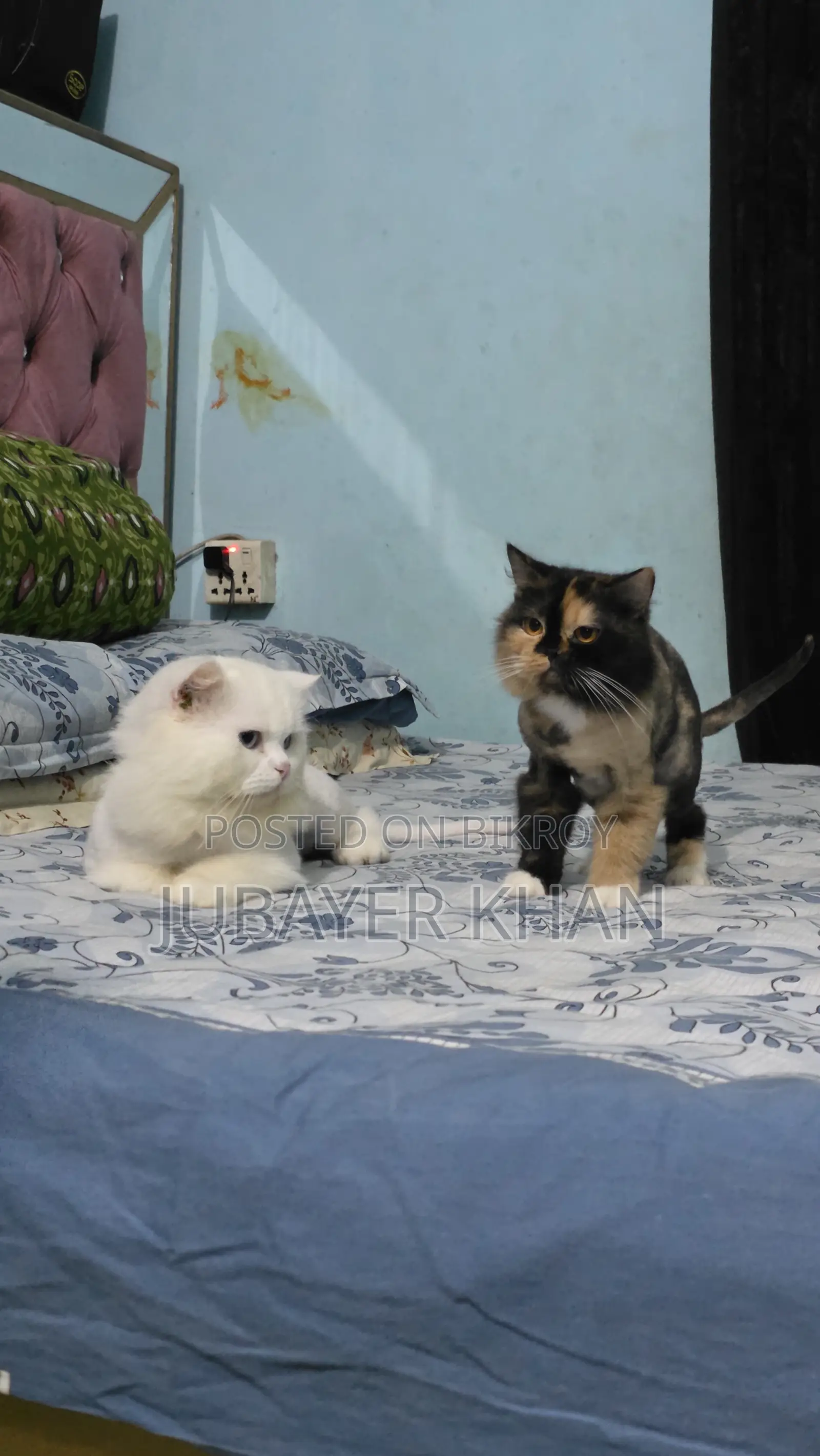 1+ Year Male Purebred Persian