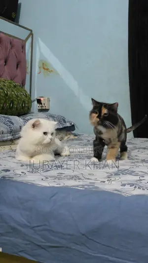 1+ Year Male Purebred Persian