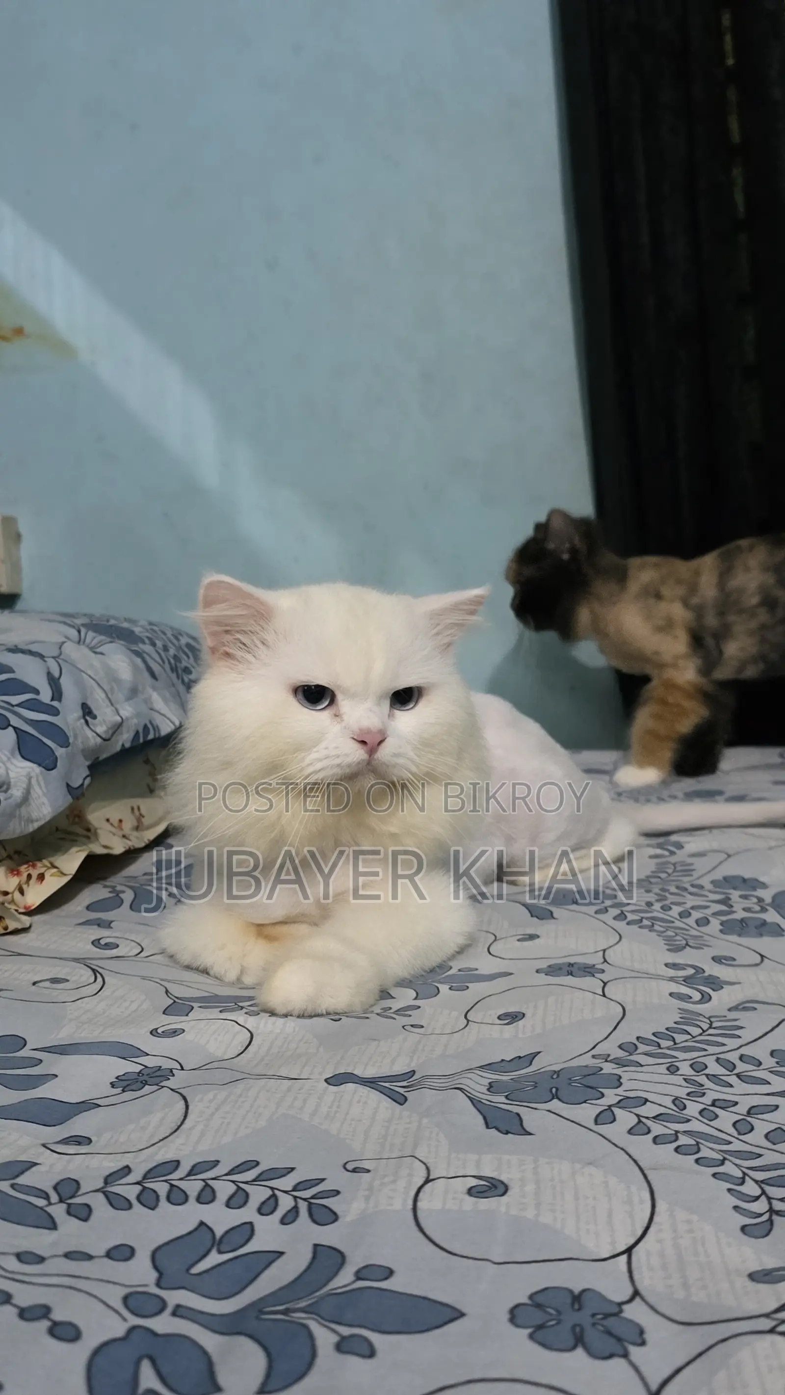 1+ Year Male Purebred Persian