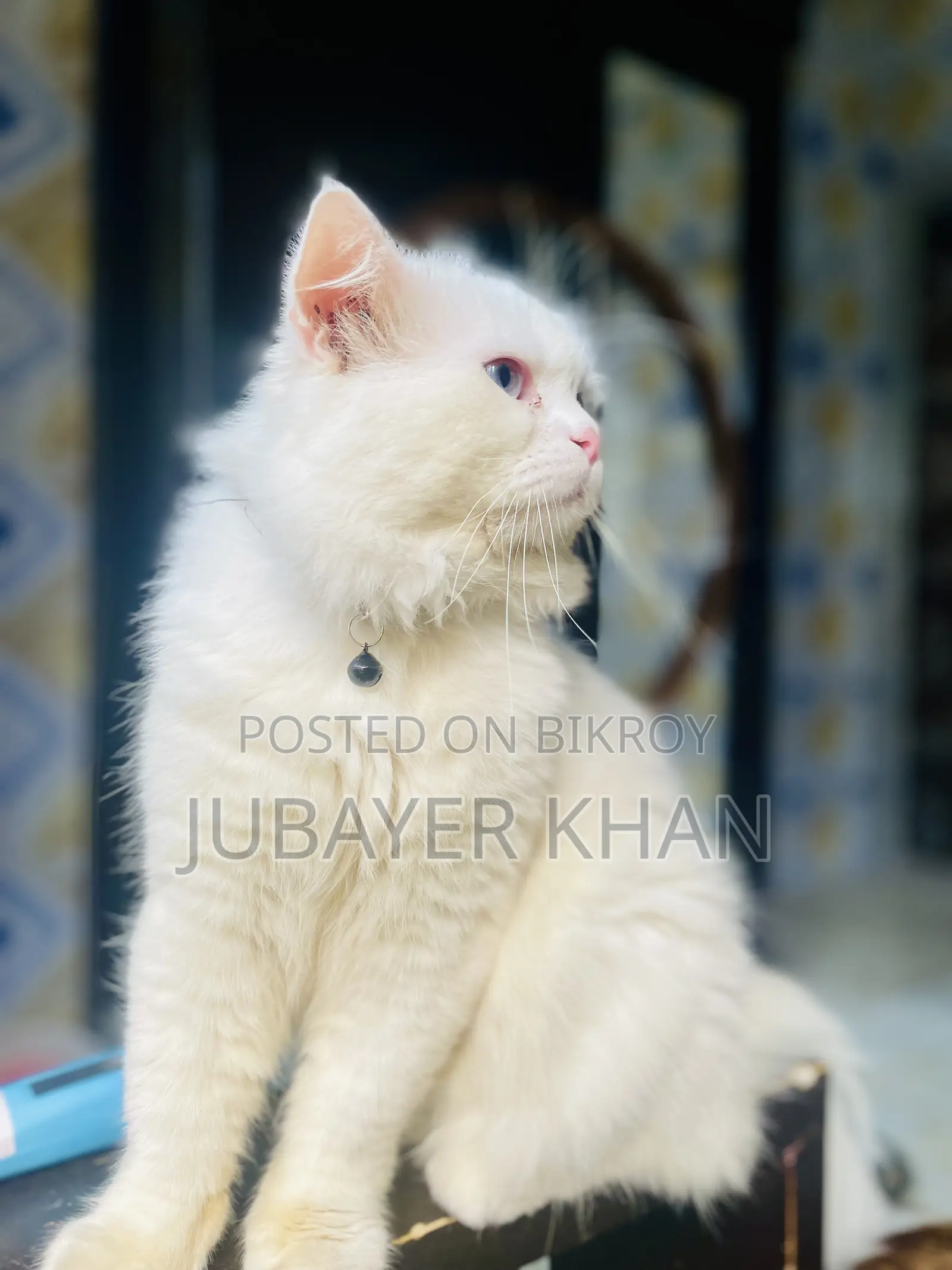 1+ Year Male Purebred Persian