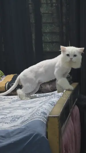 1+ Year Male Purebred Persian
