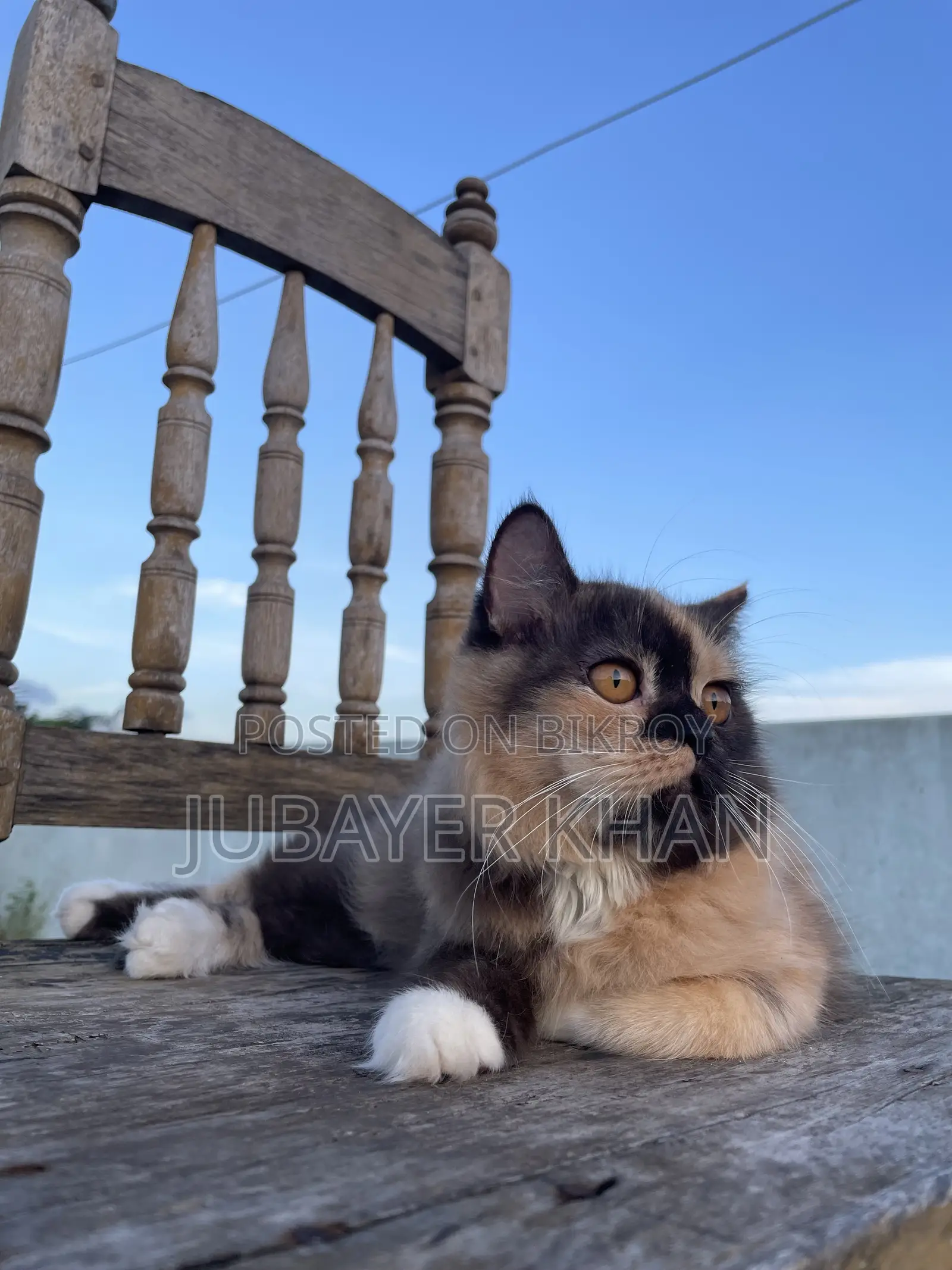 1+ Year Male Purebred Persian