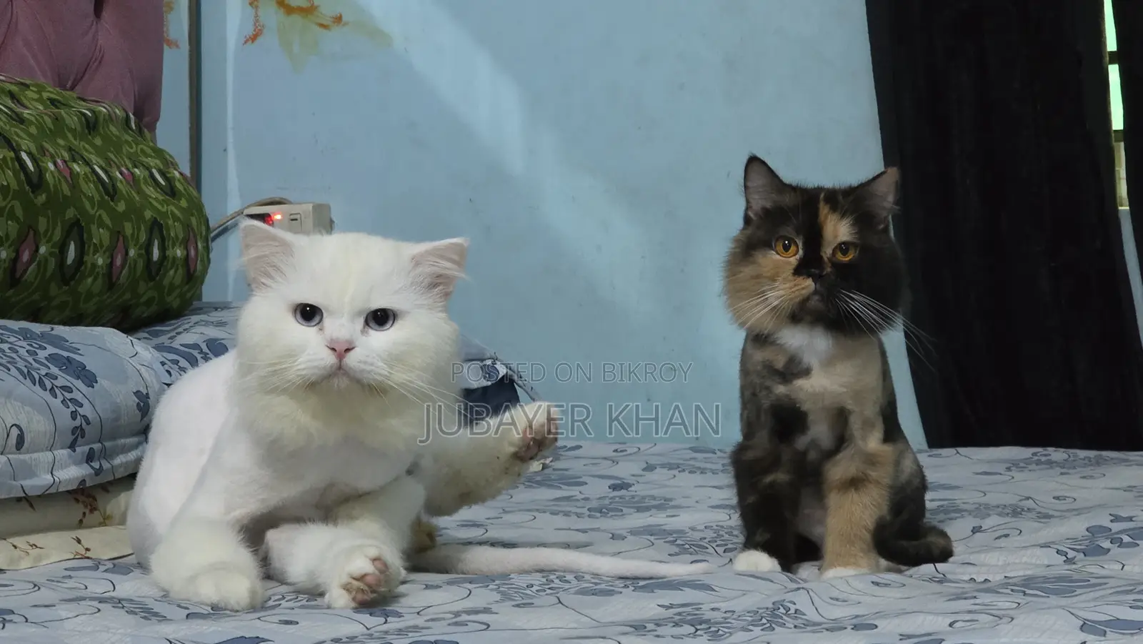 1+ Year Male Purebred Persian