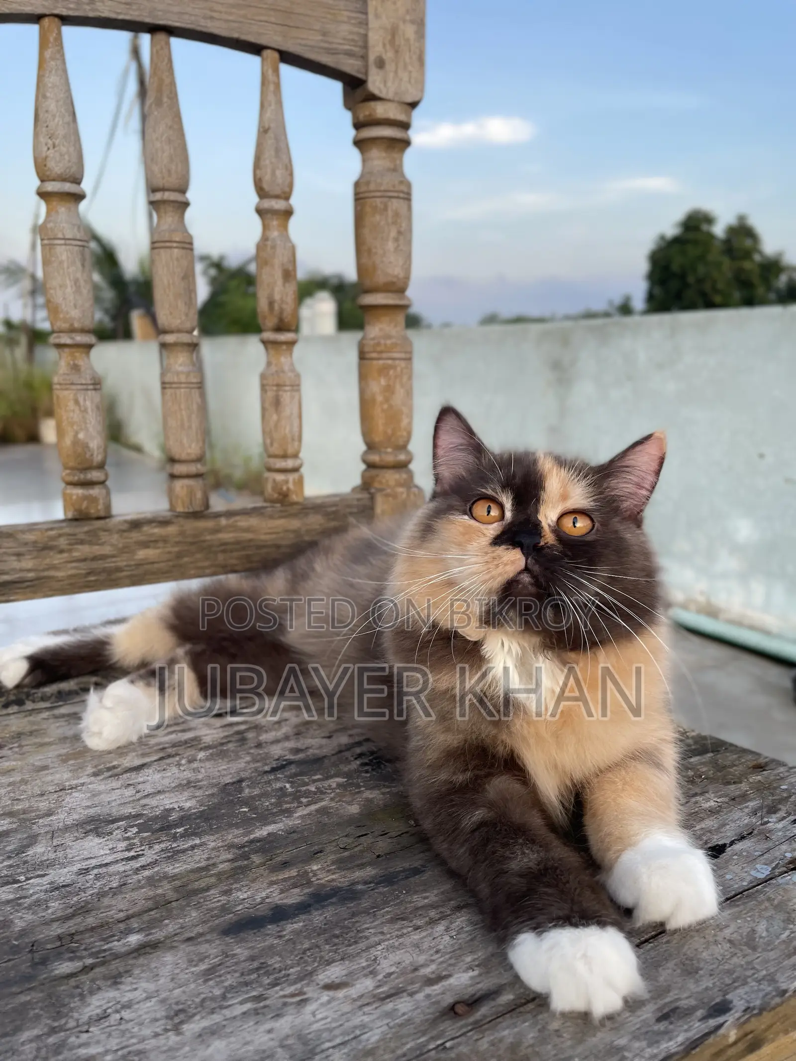 1+ Year Male Purebred Persian