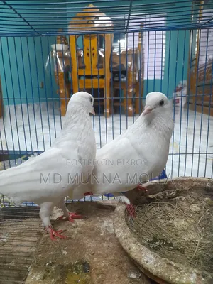 কবুতর ৩ জোড়া
