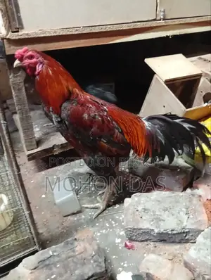 আসলি ফাইটার মোরগ