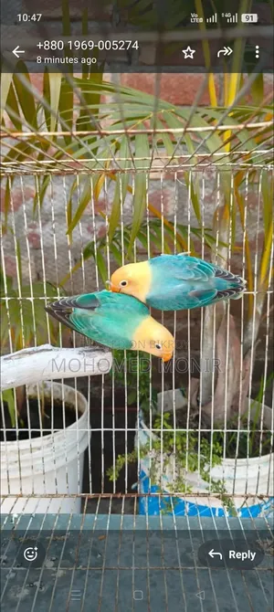 Lovebird