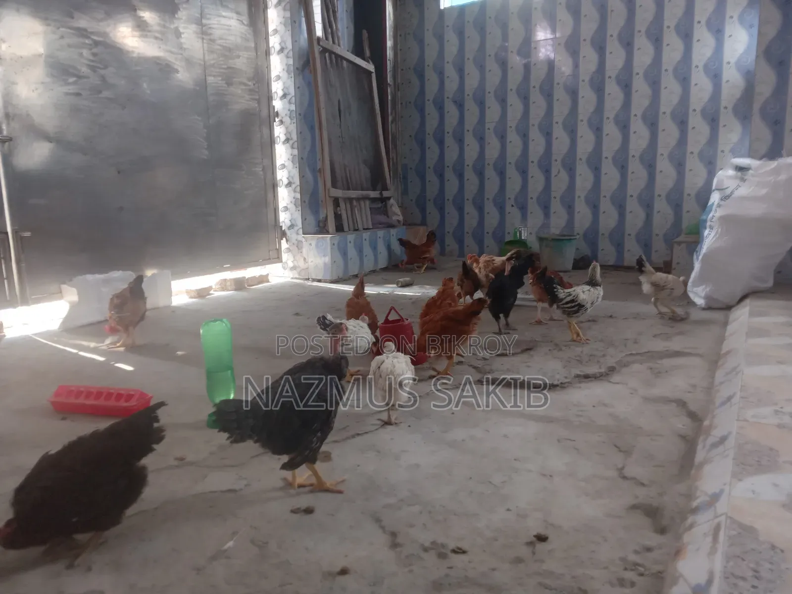 Slaughtered Desi Chicken