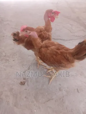 গলা ছিলা দেশি মুরগি