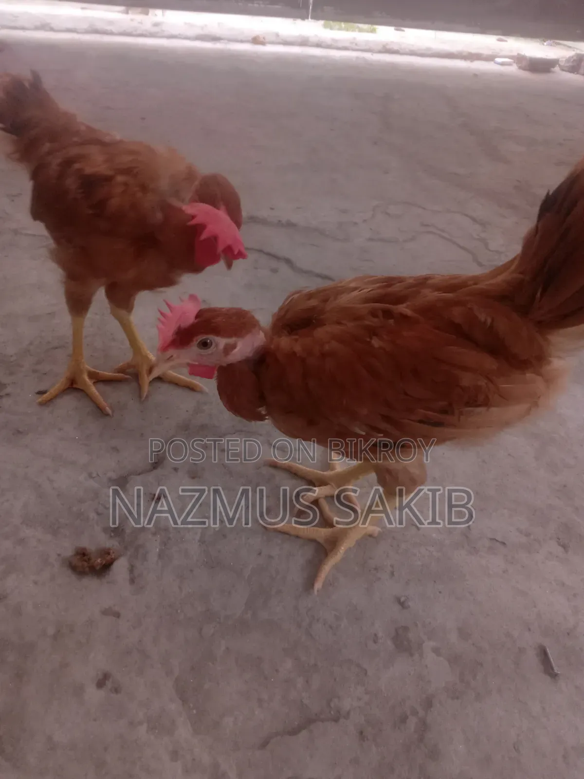 Slaughtered Desi Chicken