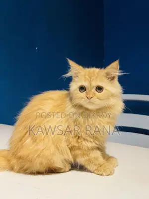 3-6 Months Female Purebred Persian