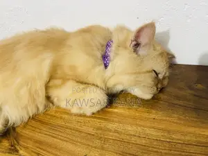 3-6 Months Female Purebred Persian