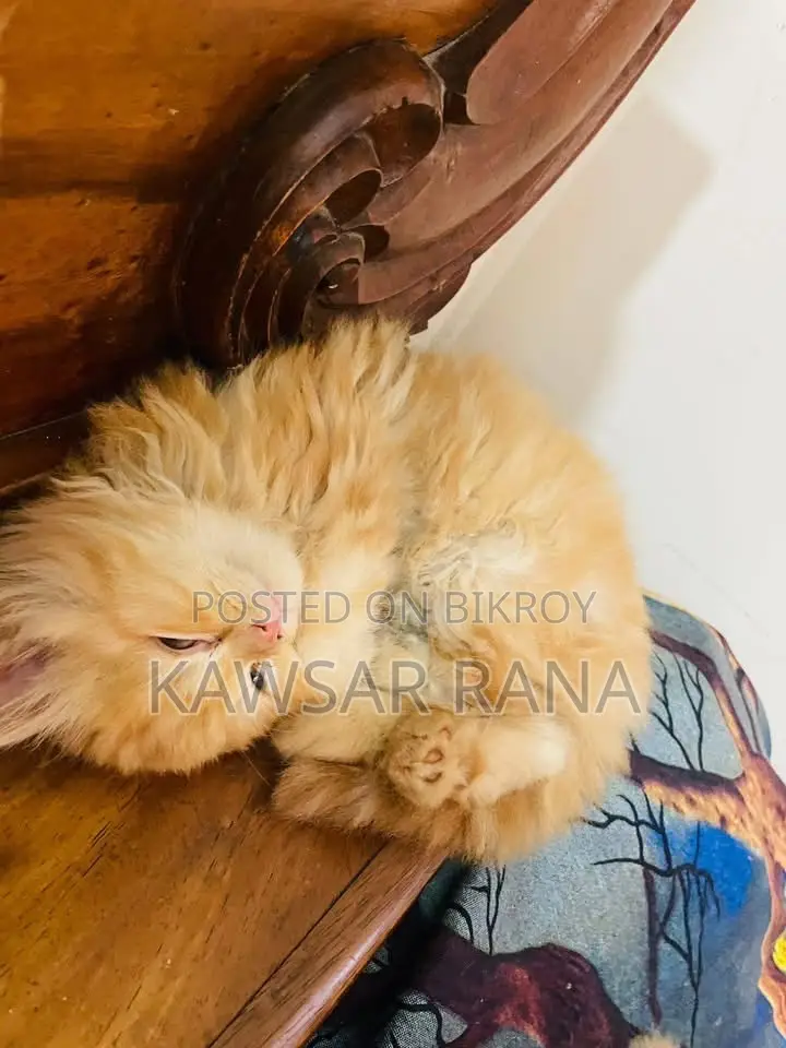 3-6 Months Female Purebred Persian