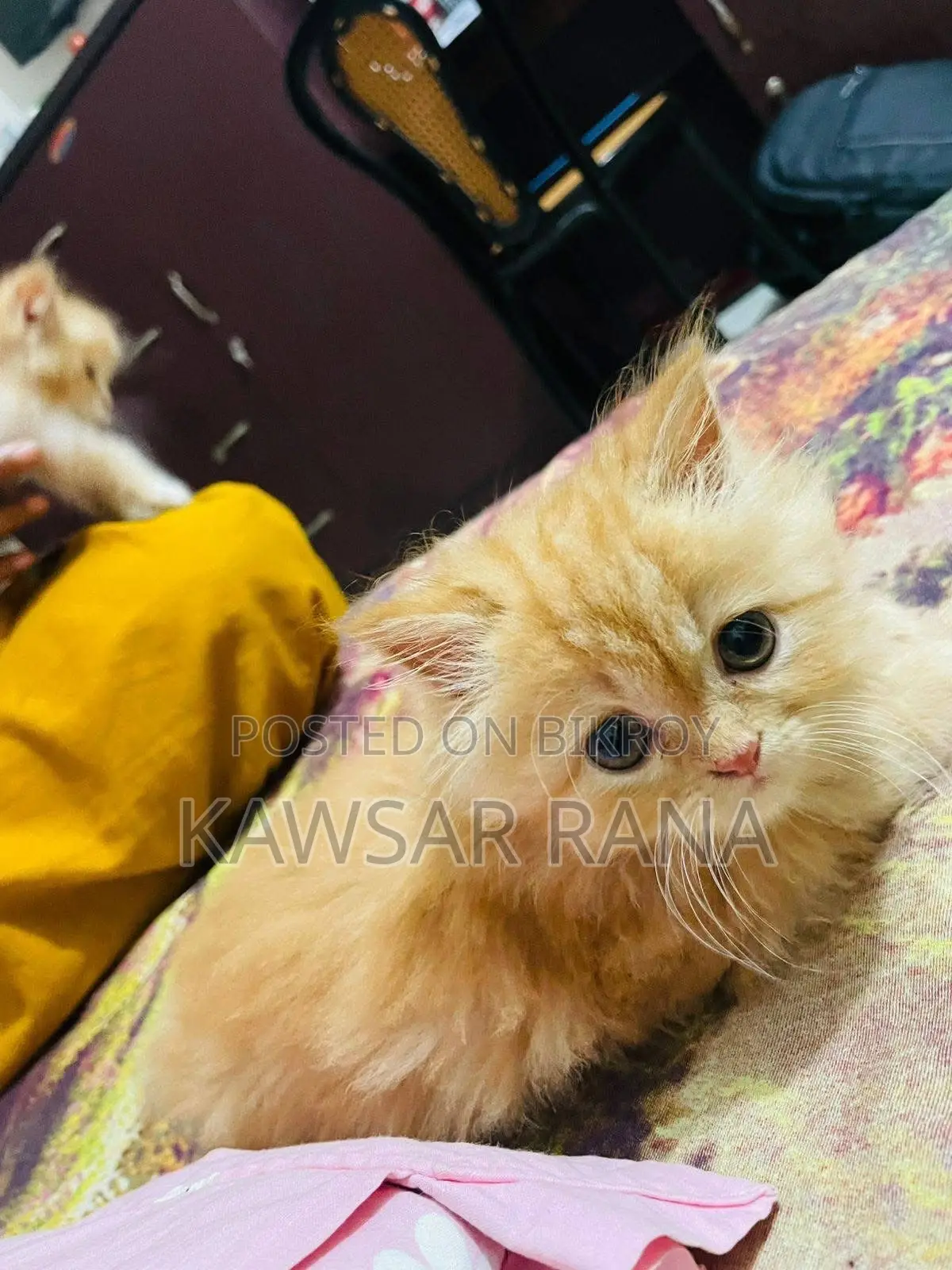 3-6 Months Female Purebred Persian