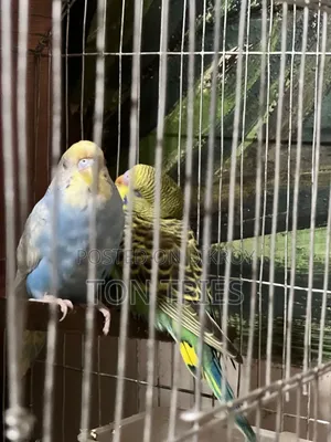 Tamed Budgie + Pair Deal – Ready for Home – Uttara