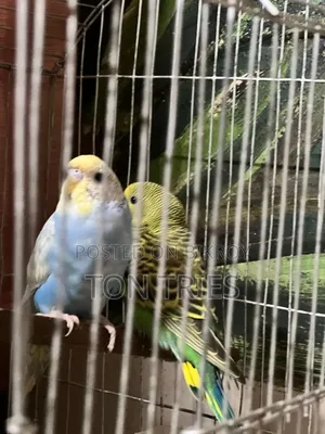 Tamed Budgie + Pair Deal – Ready for Home – Uttara