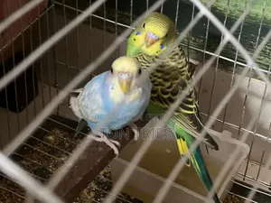 Tamed Budgie + Pair Deal – Ready for Home – Uttara