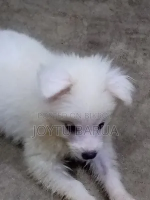 1-3 Months Female Purebred Japanese Spitz