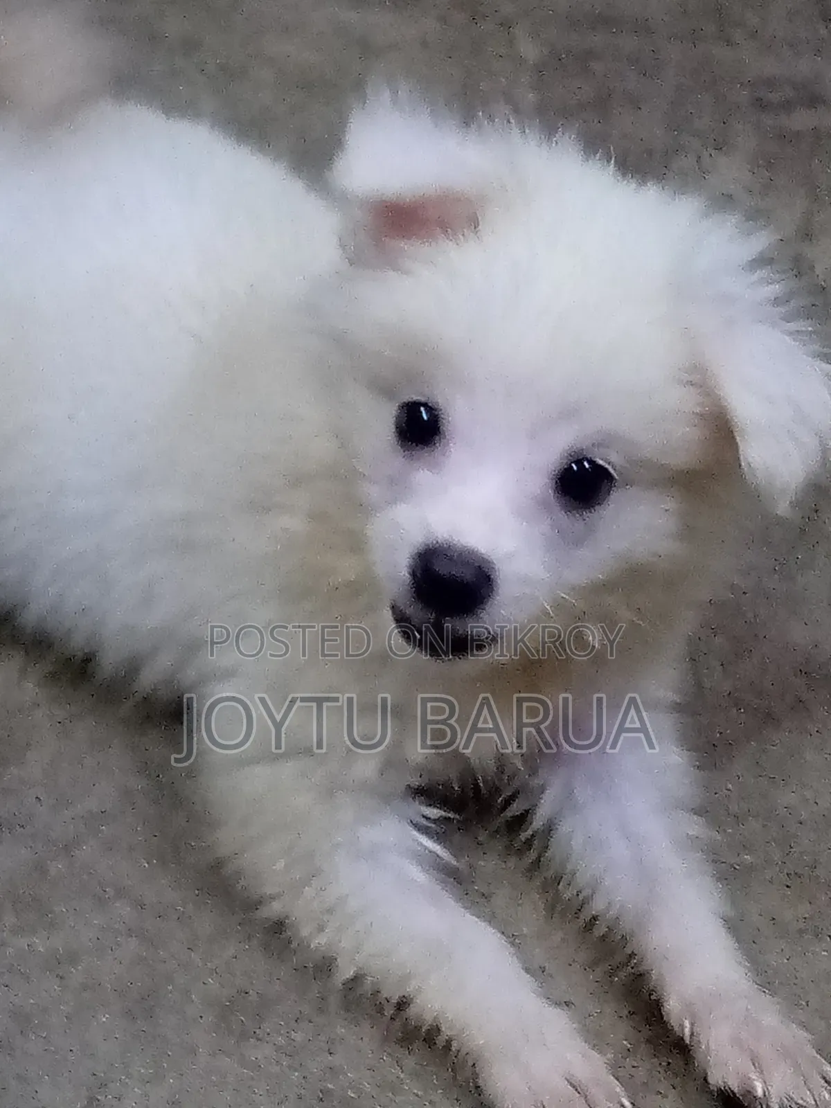 1-3 Months Female Purebred Japanese Spitz