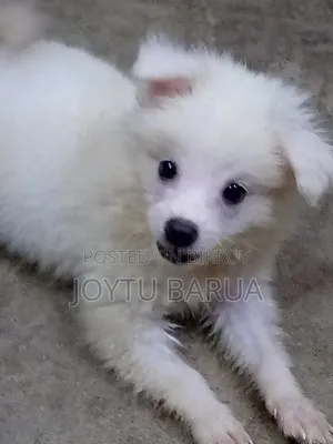 1-3 Months Female Purebred Japanese Spitz