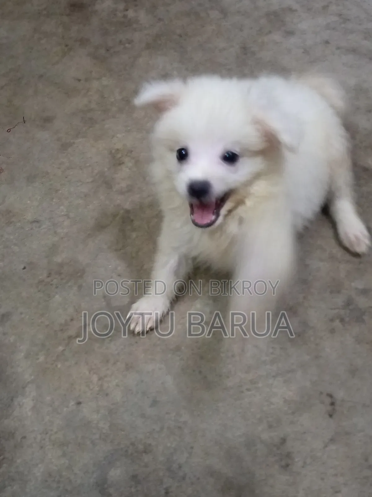 1-3 Months Female Purebred Japanese Spitz