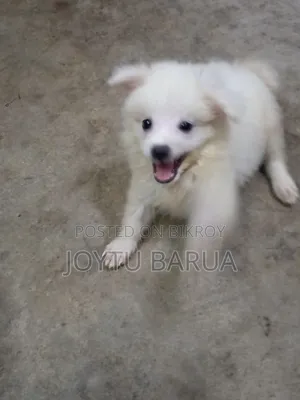 1-3 Months Female Purebred Japanese Spitz