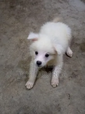 1-3 Months Female Purebred Japanese Spitz