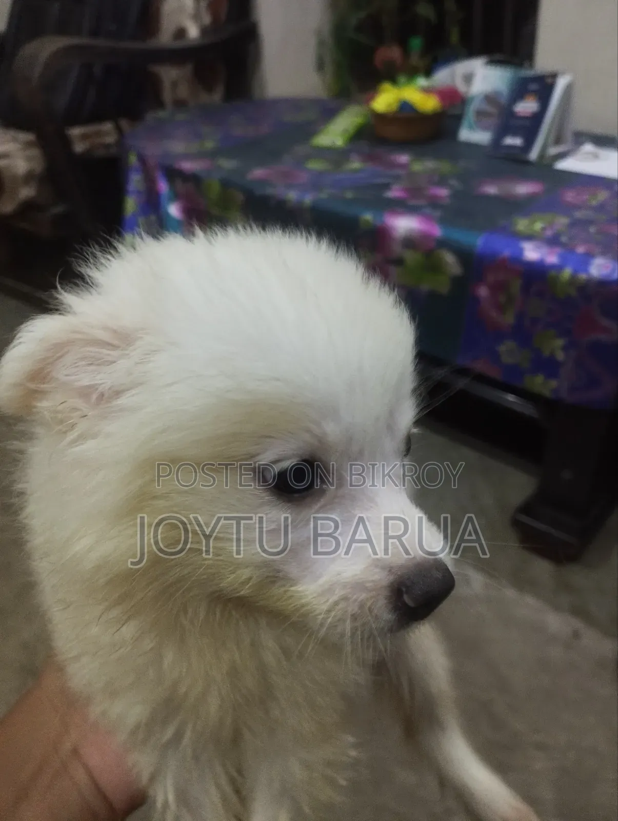 1-3 Months Female Purebred Japanese Spitz