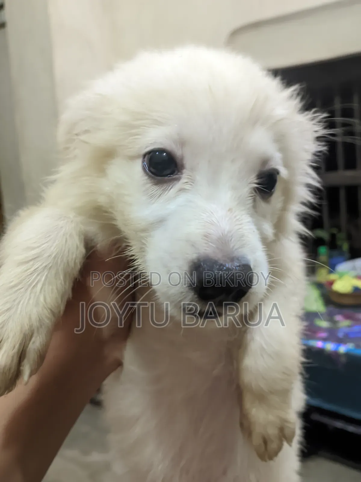 1-3 Months Female Purebred Japanese Spitz