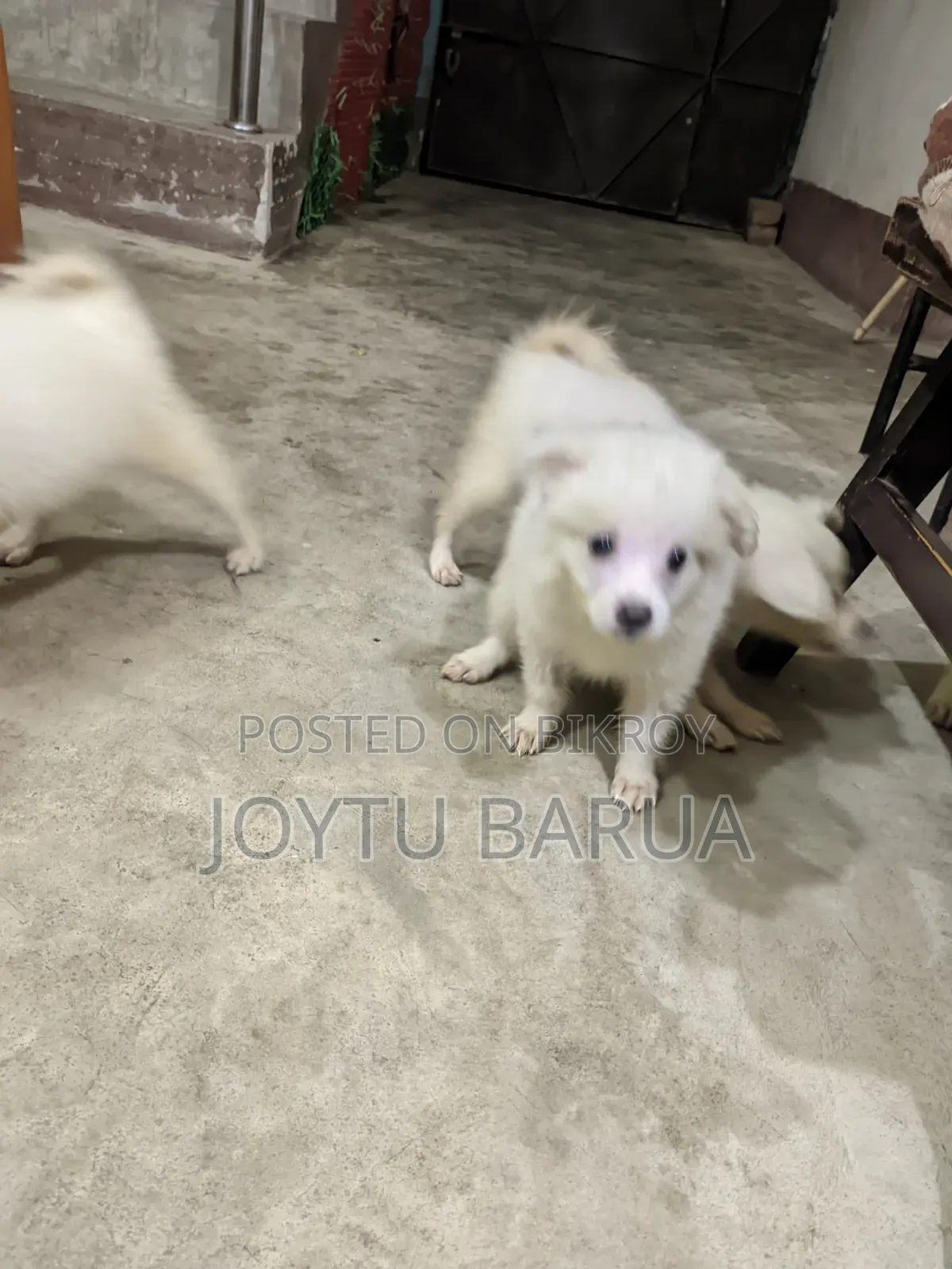 1-3 Months Female Purebred Japanese Spitz