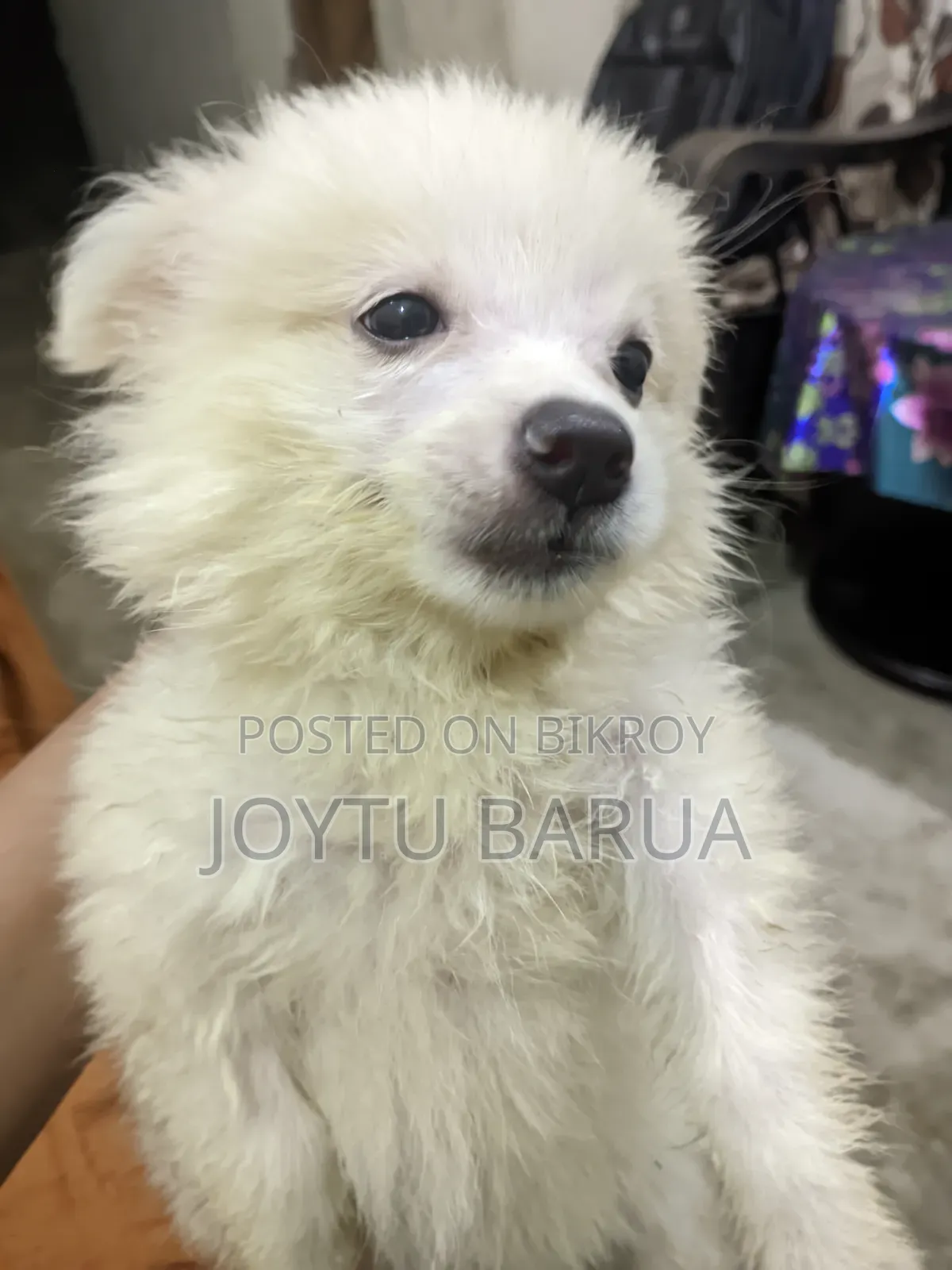1-3 Months Female Purebred Japanese Spitz