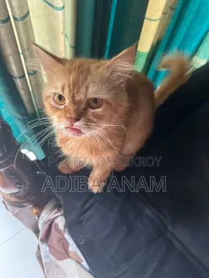 6-12 Months Male Purebred Persian